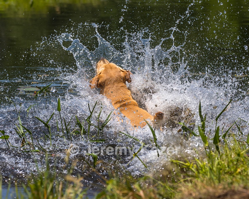 Trout Cosgrove