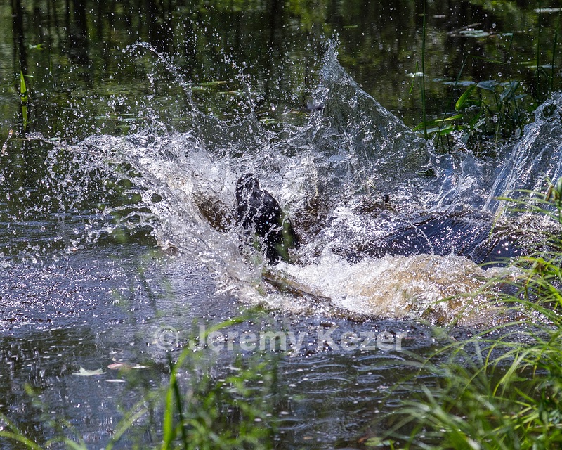 Pemi