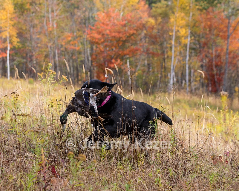 Shoreline's Dancing Girl (Sadie)