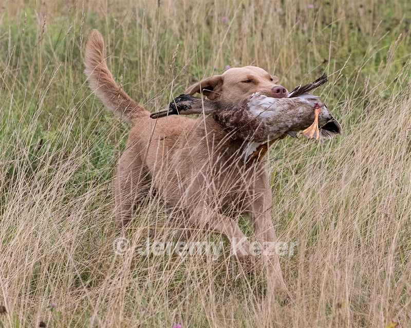 Spice Reed