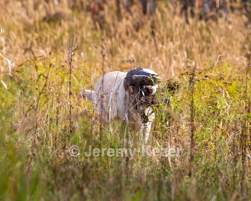 Meadowmere's Annisquam JH WC CGC (Annie)