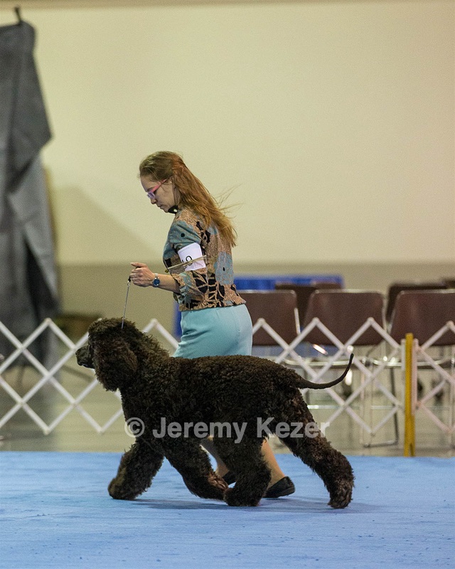 19 - GCH CH Axelhurn Now I'm Here (Marcus)