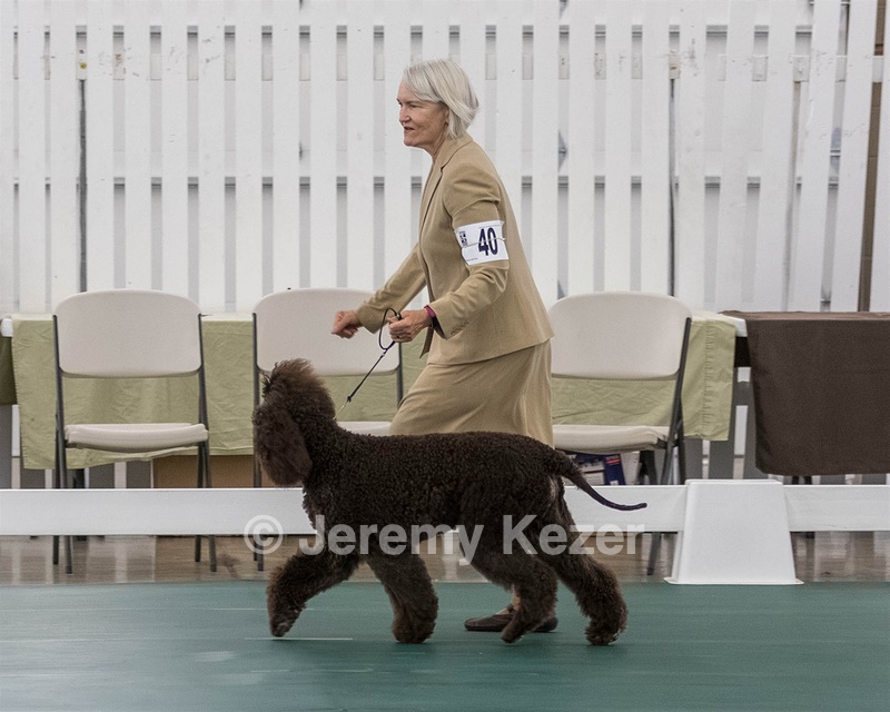 40 - GCH POOLE'S IDE BONNIE BROOK CD RE CGC
