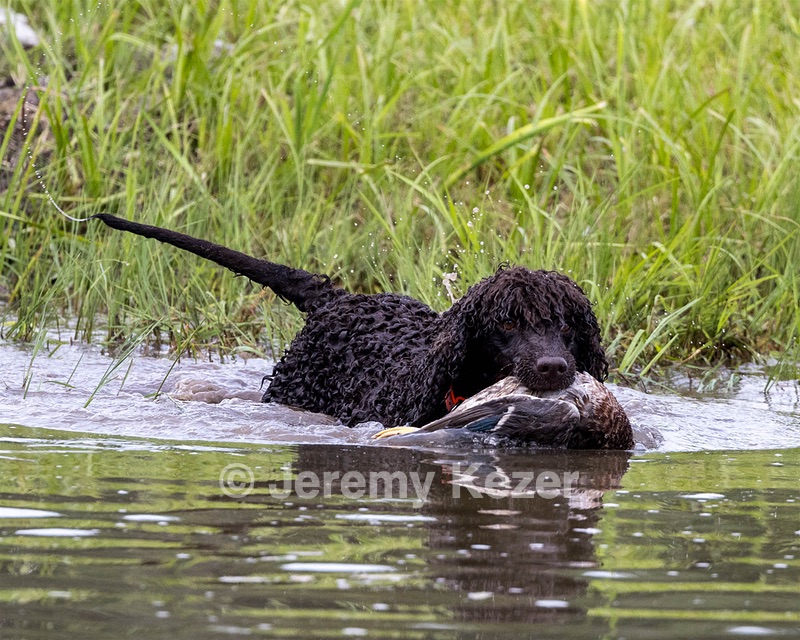 Ghillie Kezer