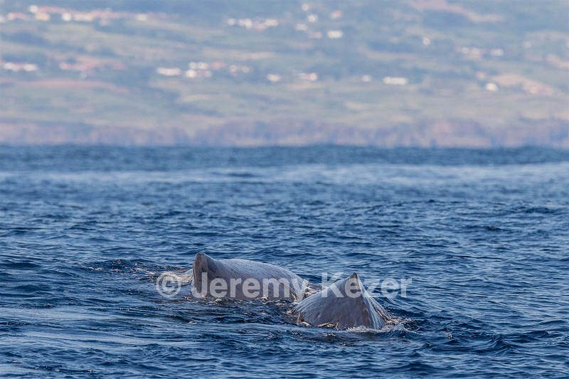 Sperm Whale