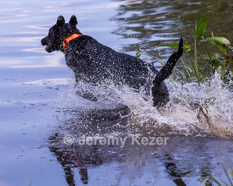 D'USSE Fitzgerald