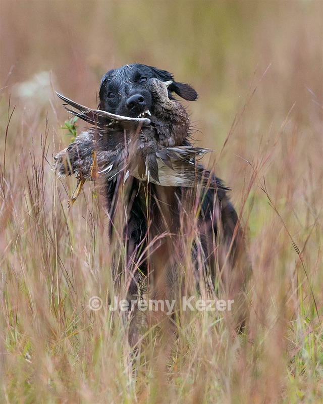 Gunner