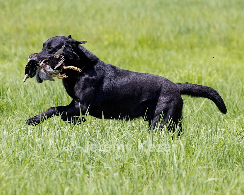 Cane Robichaud