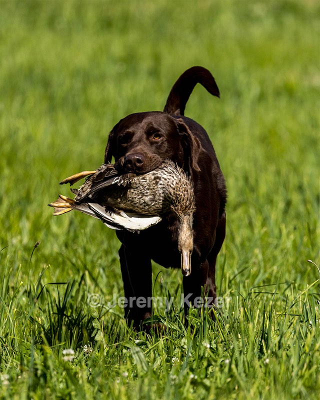 Otter Donlon