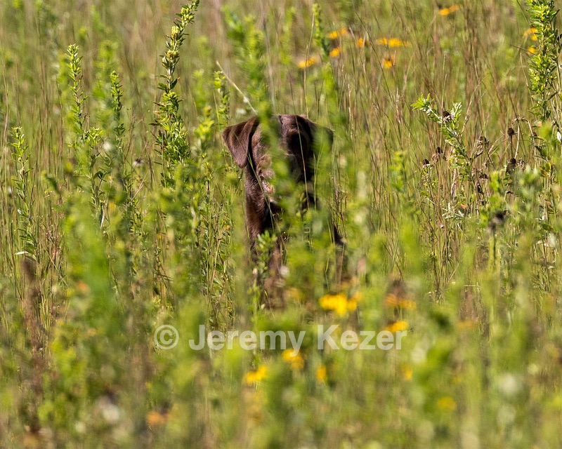 Hershey Mizak