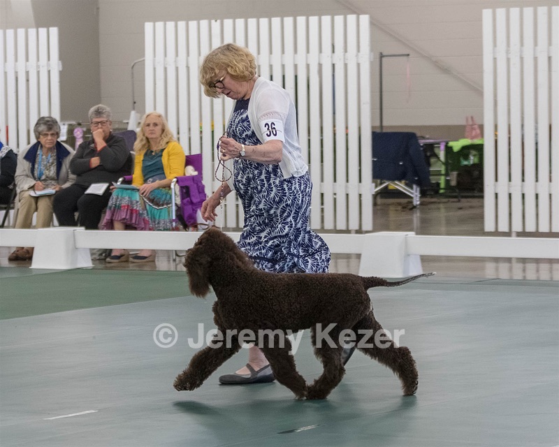 36 - GCH ARROYO'S BEGIN THE BEGUINE AX OAJ NF (Porter)
