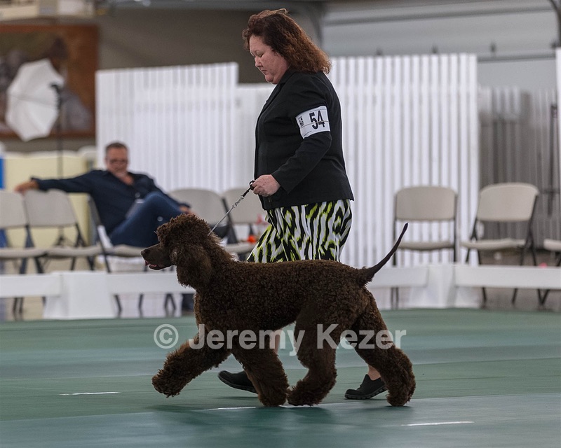 54 - GCH BREKKON BEGINS WITH BEAUFIELD