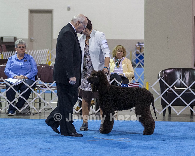 15 - GCH Am/Can CH Chantico's Shelter From the Storm Am/Can CD RN MX AJX OF DS (Reef)