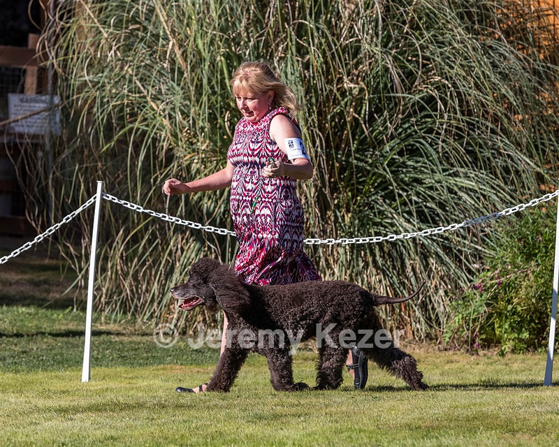 24 - GCH CH BLACKTHORN'S KEEVA CROMPTON RM AX AXJ XF TKN (Keeva)