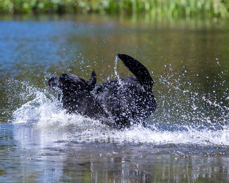 Ranger schuko
