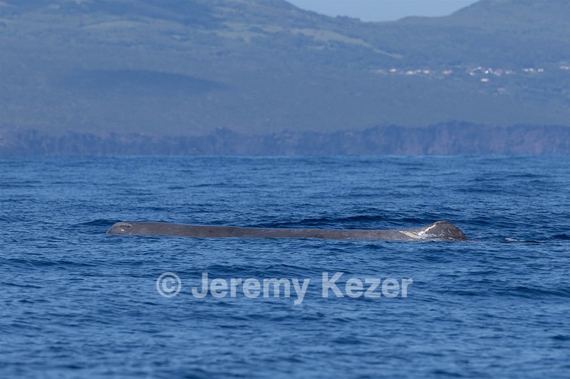 Sperm Whale
