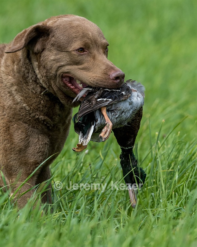 Hunter Law