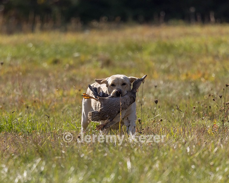 Gypsybog's Stilton Meer "Tillie"