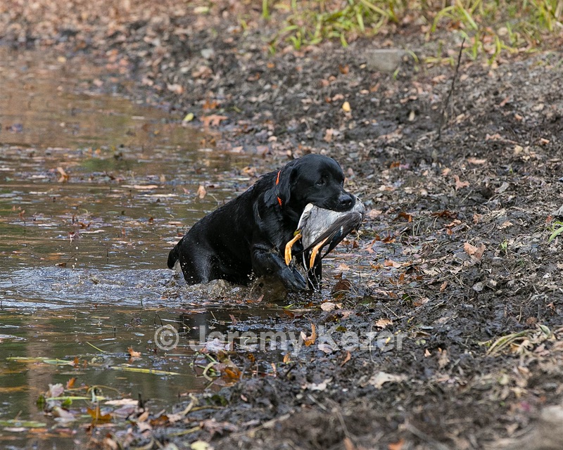 Rustle