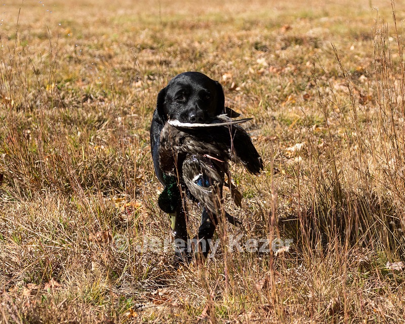 Glenforrest's Bentley (Ben)