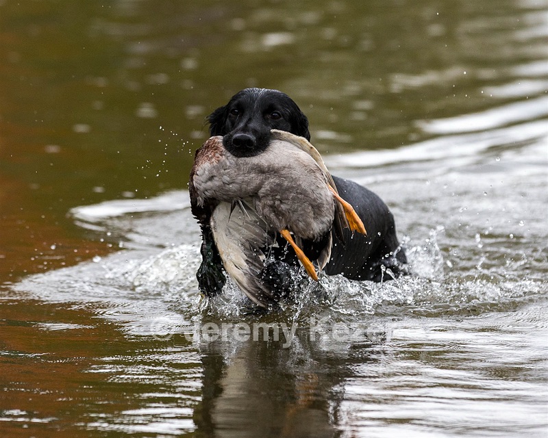 Jett