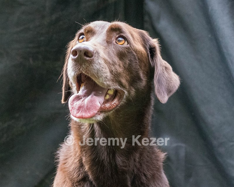 Hershey Mizak