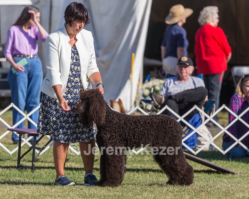 17 - GCH CHANTICO'S SHELTER FROM THE STORM RN XF MX CD RA AXJ (Reef)