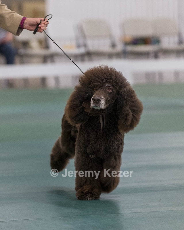 40 - GCH POOLE'S IDE BONNIE BROOK CD RE CGC (Bonnie)