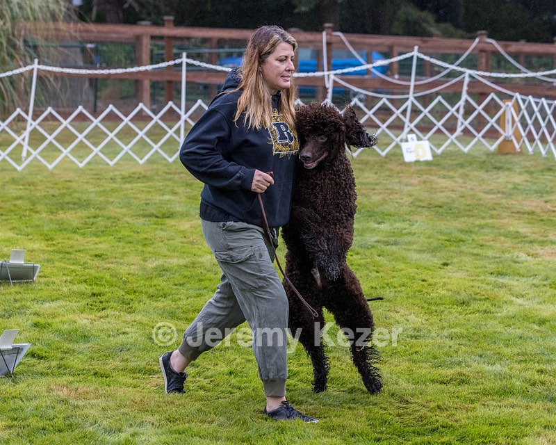 2204 - GCH CH BREKKON'S FIRST MARK CGC