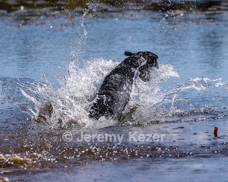 Gemma