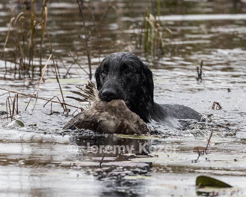 Guinness! Nettleton-Smilas
