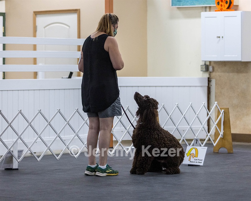 2204 - GCH CH BREKKON'S FIRST MARK CGC