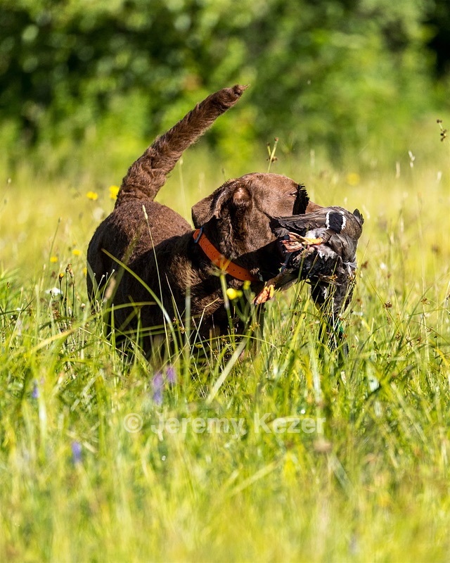 Maple Murdock