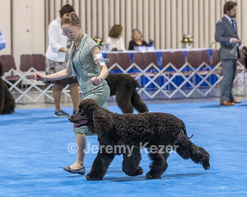 19 - GCH CH Axelhurn Now I'm Here (Marcus)