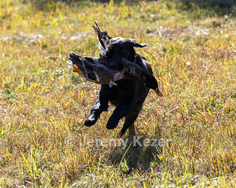 Test Dog