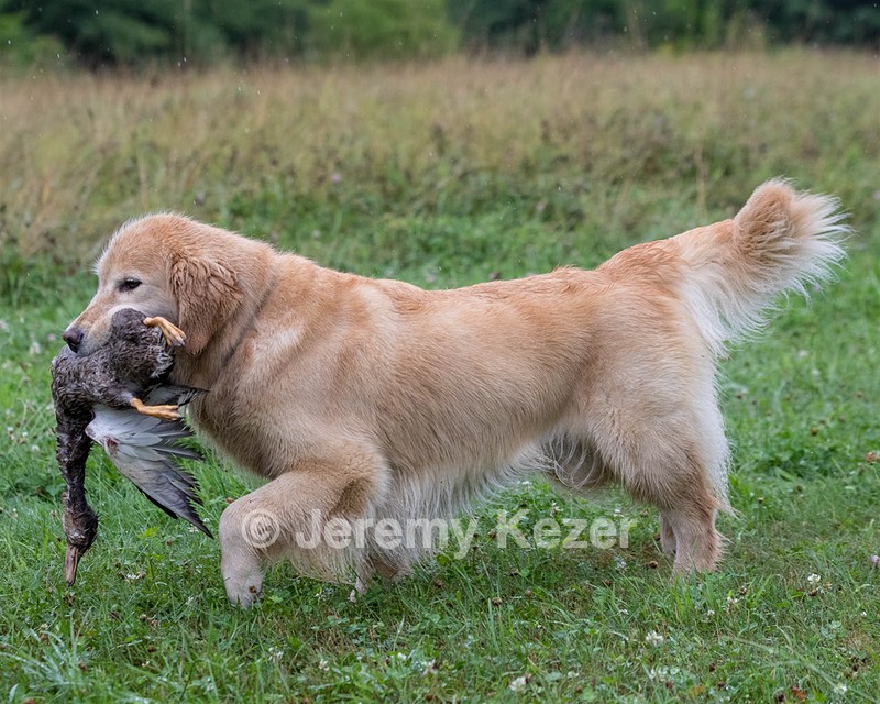 Charm Schapp