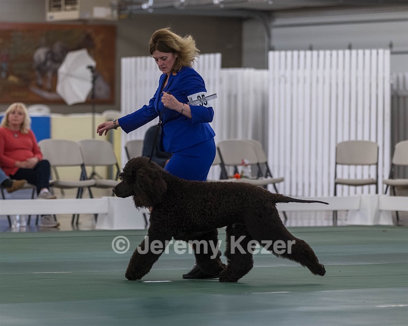 35 - GCHB CH FLINTCREST FULL MONTY (Jonny)