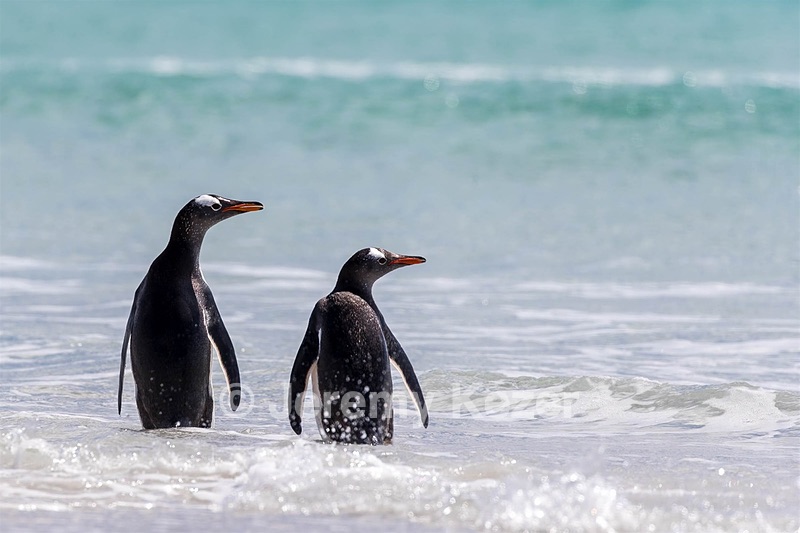 Gentoo Penguins, Sea Lion Island, The Falklands