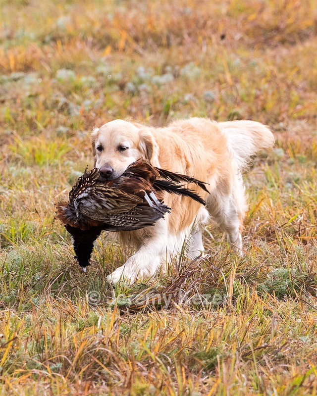 Ghillie