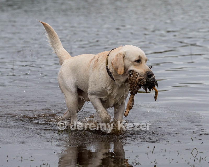 Henry
