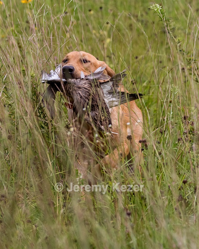 Dexter Mowers