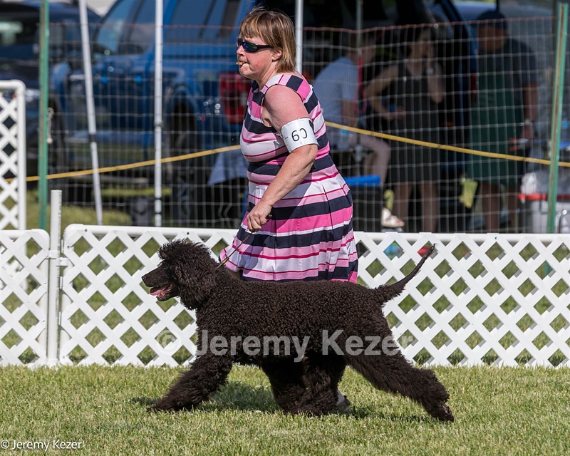 60 - GCH CH All Green Wi'Envy V Alpha Nordic CD RE RATN DS CGCA TKN