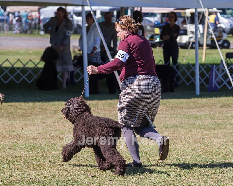 20 - GCH ALL GREEN WI'ENVY V ALPHA NORDIC DS CD RE (Jade)