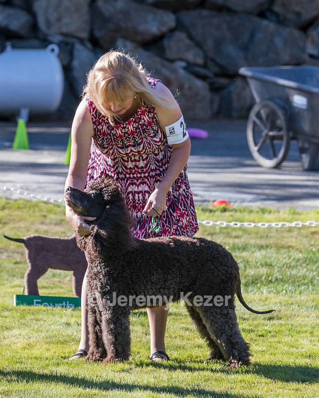 24 - GCH CH BLACKTHORN'S KEEVA CROMPTON RM AX AXJ XF TKN (Keeva)