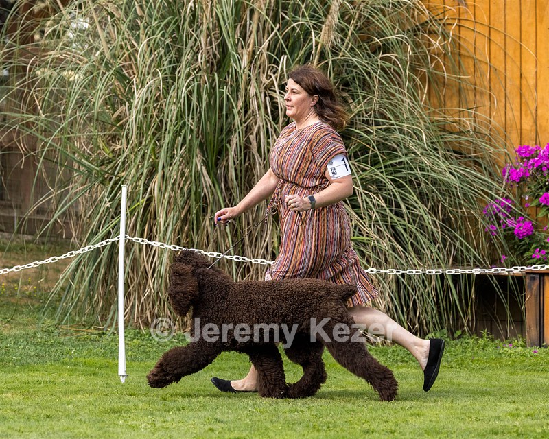 11 - GCH CH BREKKON'S FIRST MARK BN RN CGC TKN (Hunny)