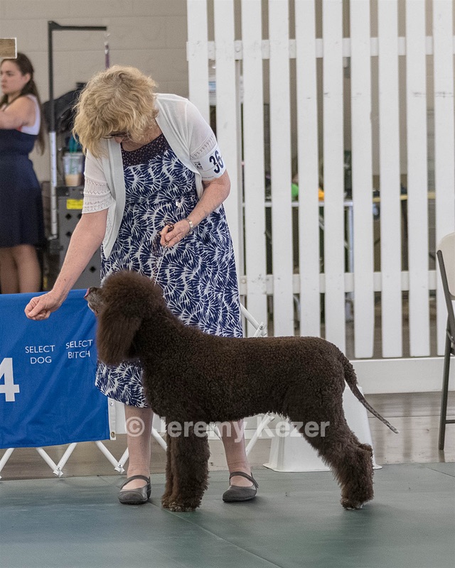 36 - GCH ARROYO'S BEGIN THE BEGUINE AX OAJ NF (Porter)