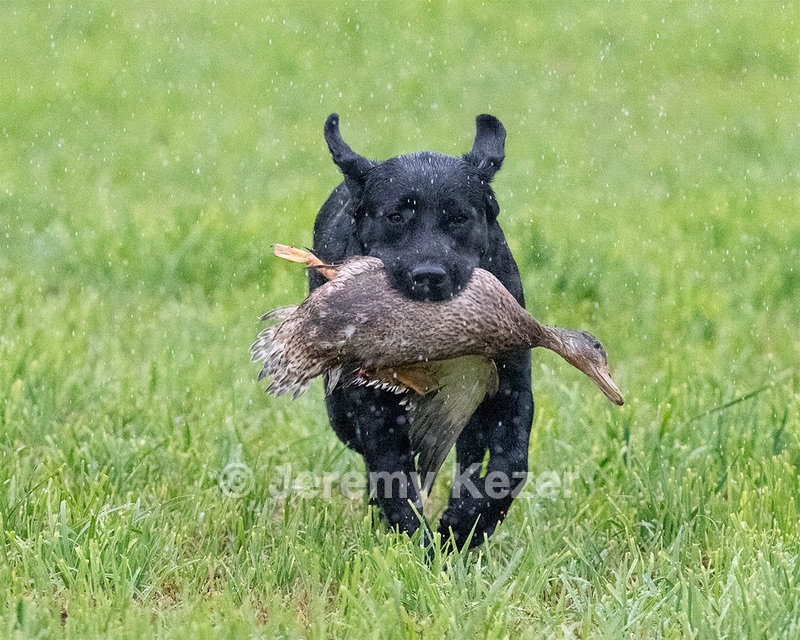 Josie