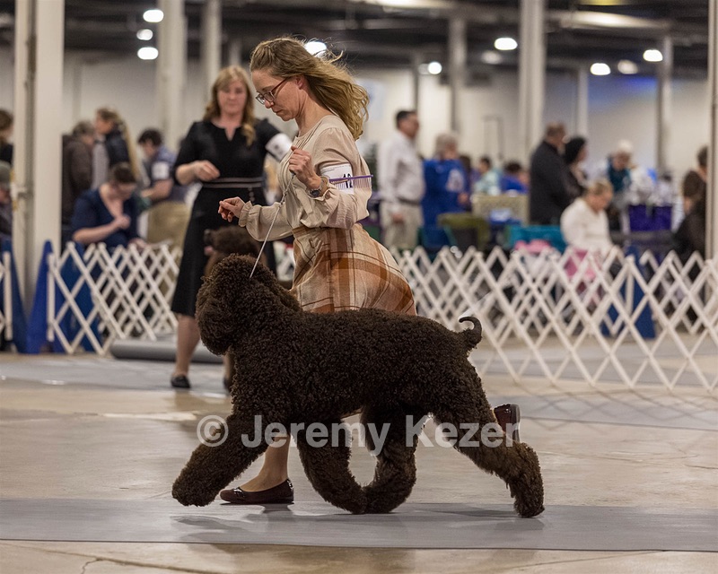 12 - GCH EPIK'S IN OMNIA PARATUS CGC ATT BCAT (Myna)