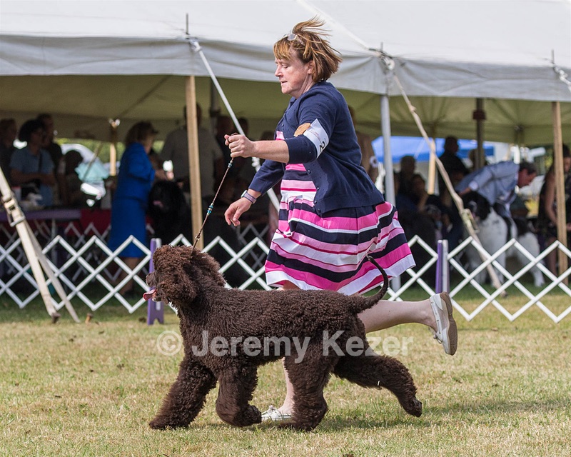 20 - GCH ALL GREEN WI'ENVY V ALPHA NORDIC DS CD RE
