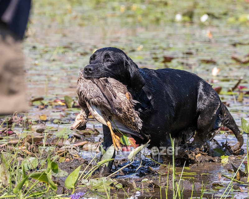 Nancy Freita's Dog